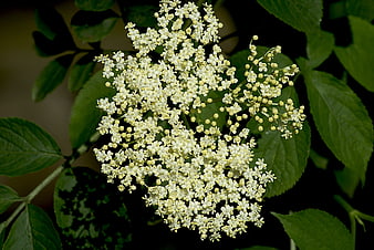 Close-up of Elderflower Bloom with Green Leaves