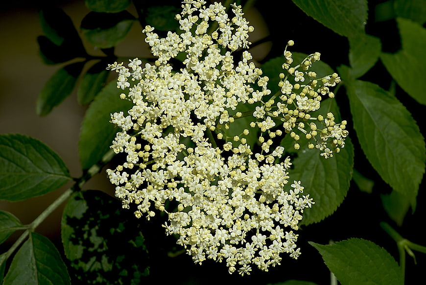 Close-up of Elderflower Bloom with Green Leaves