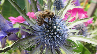 Honey Bee Pollinating Blue Thistle Flower in Garden