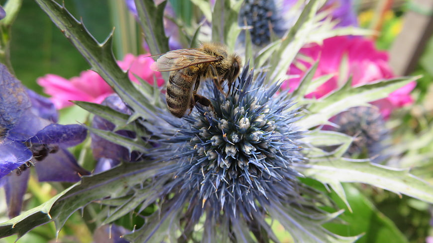 Honey Bee Pollinating Blue Thistle Flower in Garden