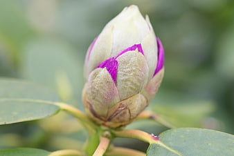 Close-up of a fuzzy purple and white rhododendron flower bud