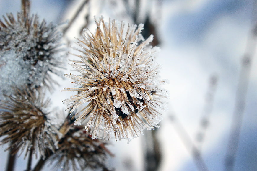 Frost-covered dried dandelion seed head in winter