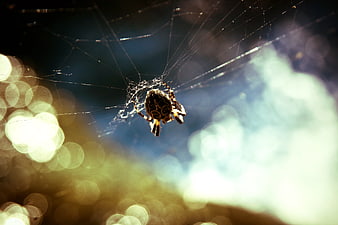 Brown Angulate Orbweaver Spider on Web with Bokeh