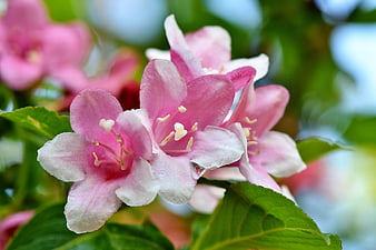 Close-up of Pink Weigela Flowers with Green Leaves