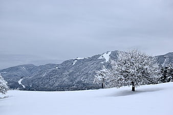 Serene Winter Mountain Landscape with Snow-Covered Trees