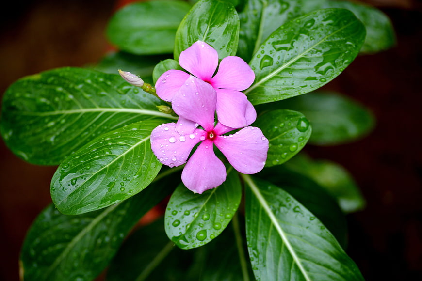 Pink Periwinkle Flower with Raindrops on Green Leaves