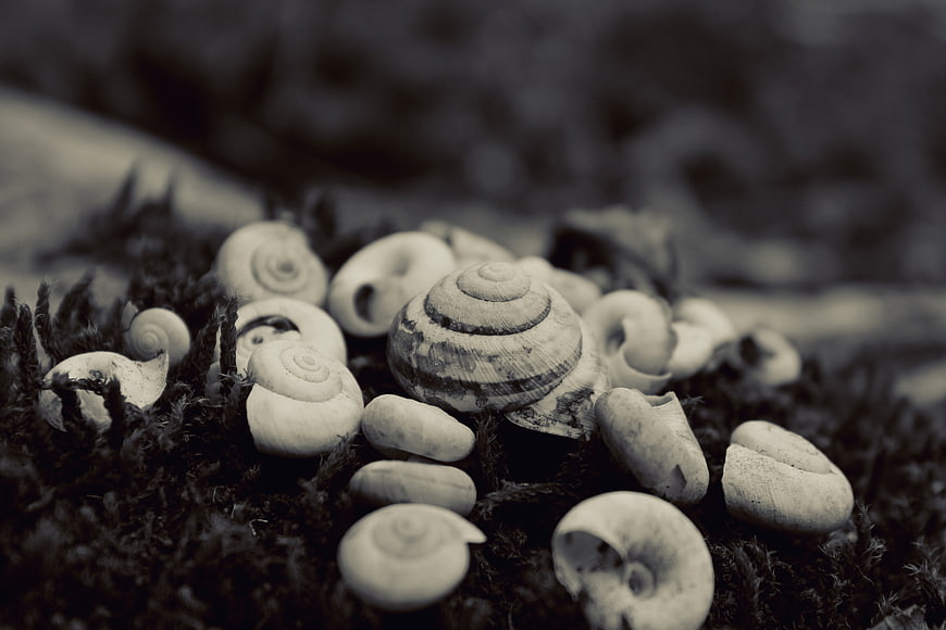 Monochrome macro of snail shells on mossy ground