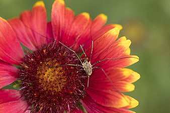 Close-up of a harvestman spider on a red and yellow flower