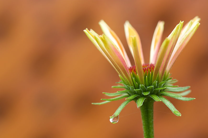 Close-up of a blooming flower bud with dew drop