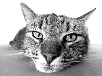 Close-up black and white portrait of a tabby cat