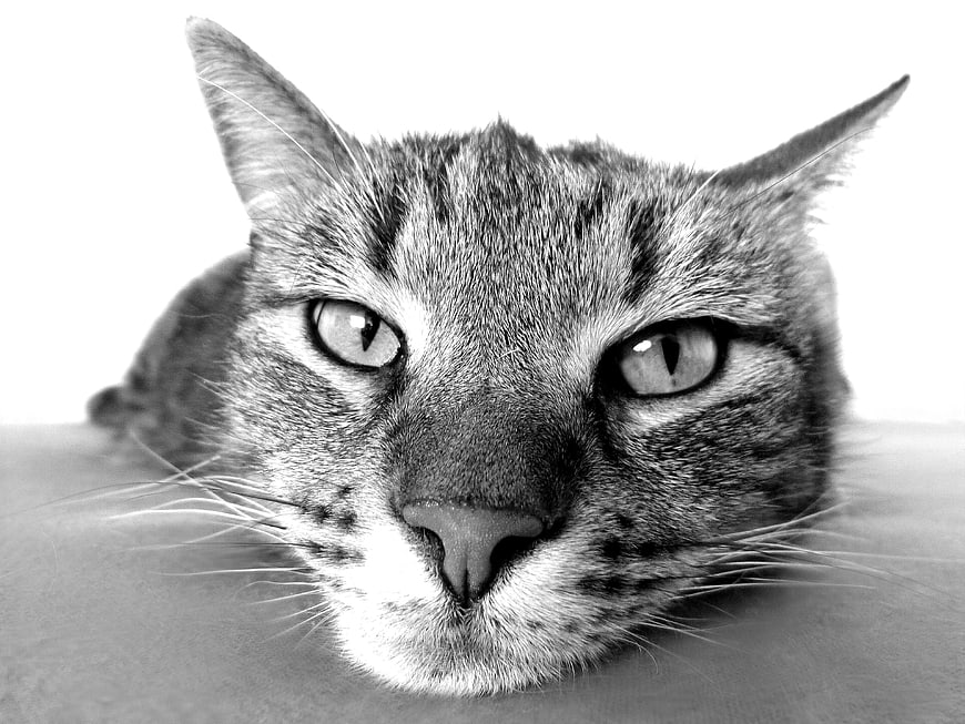 Close-up black and white portrait of a tabby cat