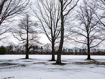 Bare Trees in Snowy Winter Park Landscape