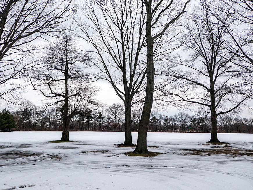 Bare Trees in Snowy Winter Park Landscape