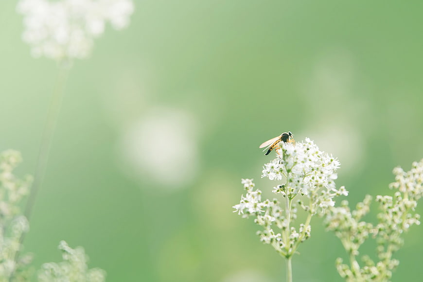 Hoverfly on White Wildflower with Green Bokeh Background