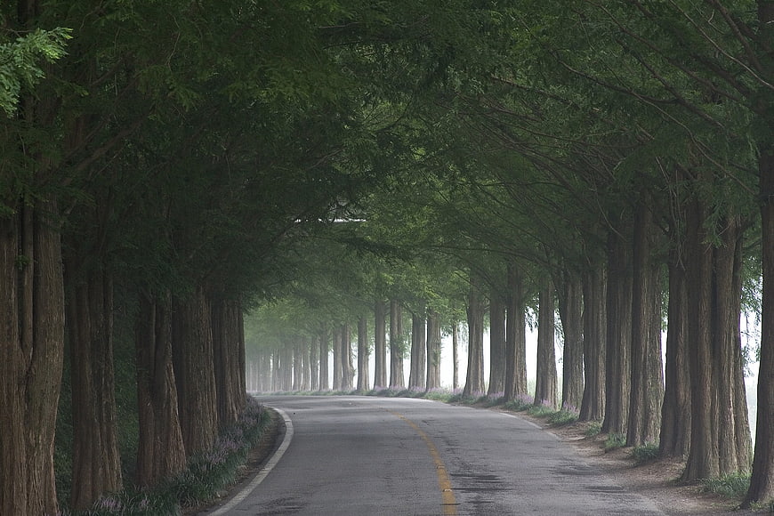 Misty Metasequoia Tree Tunnel Road in Nature