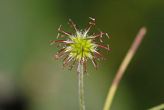 Close-up of Green Flower Bud with Red Stigmas
