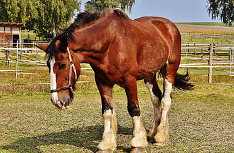 Brown Draft Horse with White Feathers Standing in Pasture