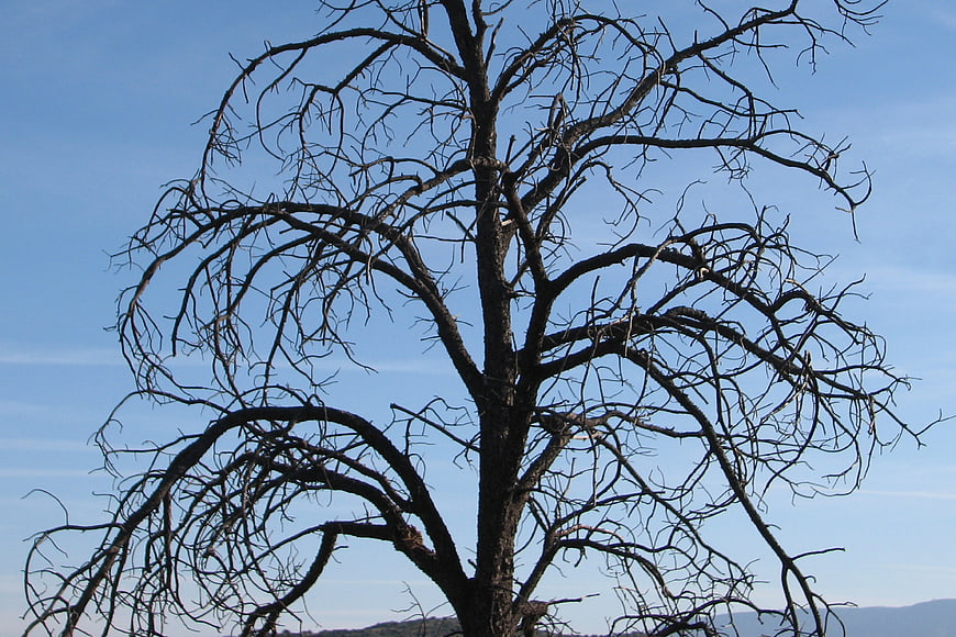 Silhouette of a bare dead tree against a blue sky