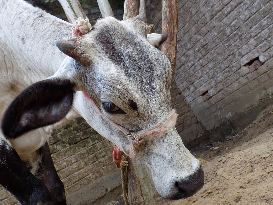 Close-up of a white and grey cow with a rope halter