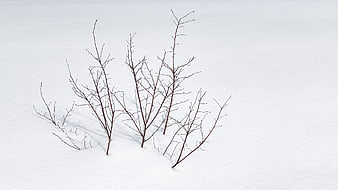 Bare brown branches sticking out of white snow