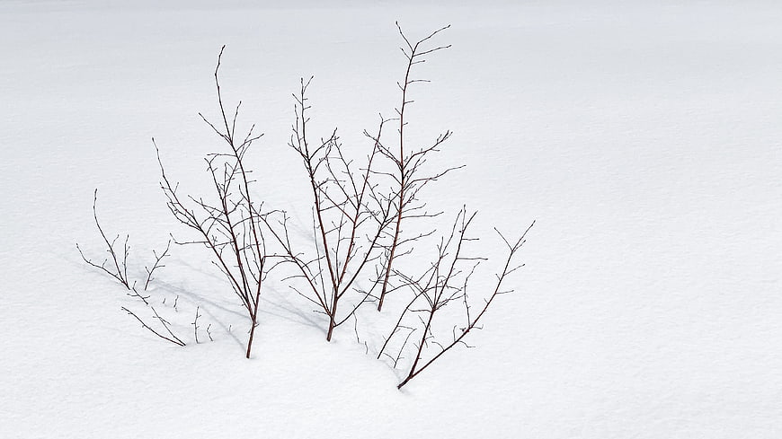 Bare brown branches sticking out of white snow