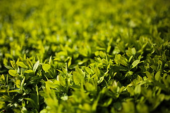 Close-up of vibrant green privet leaves in sunlight