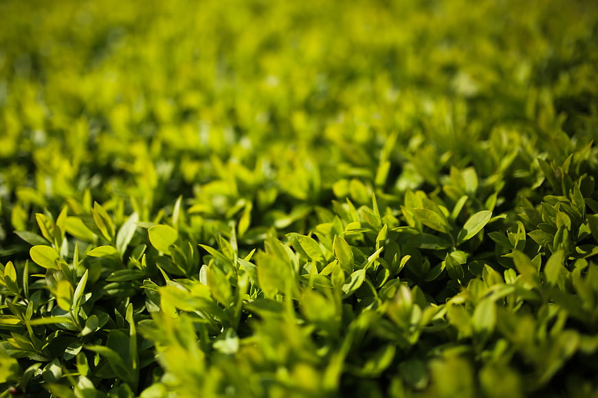 Close-up of vibrant green privet leaves in sunlight