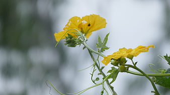 Yellow Bitter Melon Flowers on Vine