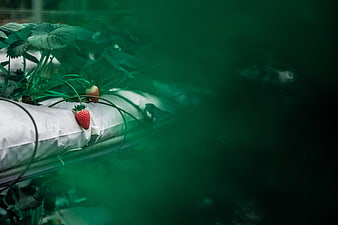 Hydroponic Strawberry Farm with Green Lighting