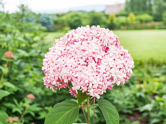 Close-up of a Pink Hydrangea Bloom in a Garden