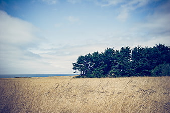 Golden grassy field with coastal trees and blue sky