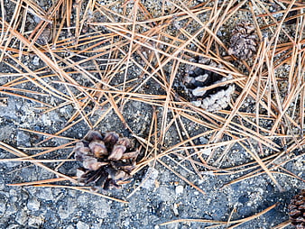 Pine Cones and Needles on Textured Concrete Ground