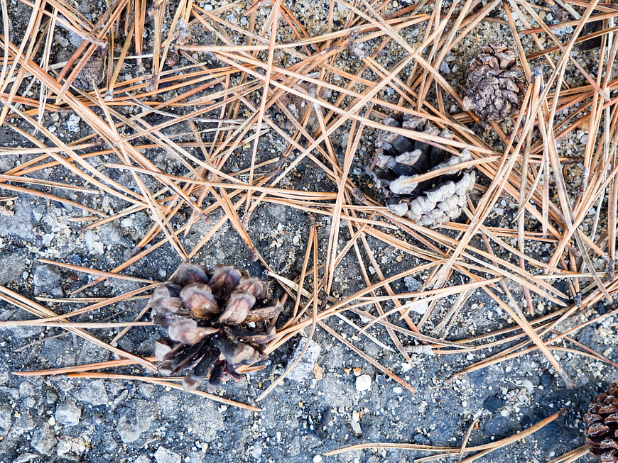 Pine Cones and Needles on Textured Concrete Ground