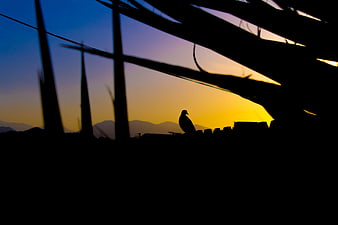 Silhouette of Bird Perched on Roof Against Sunset Sky