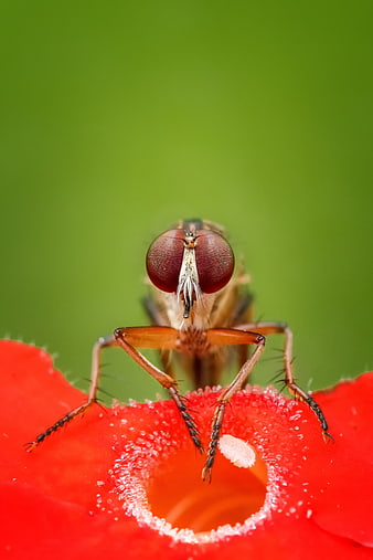 Macro Close-Up of Robber Fly on Red Flower