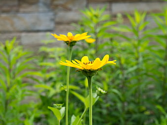 Yellow Wildflowers Blooming in Green Garden