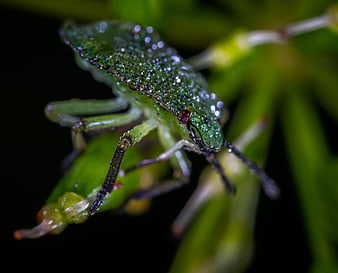 Macro photography of a green shield bug with dew drops