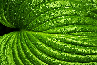 Macro Close-Up of Wet Green Leaf with Water Droplets
