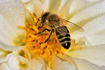 Honey Bee Pollinating White Flower Macro Close Up