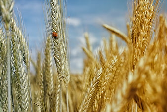 Ladybug on Wheat Stalk in Golden Field