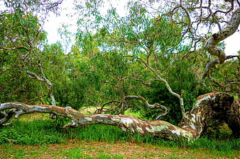 Fallen Gum Tree in Lush Green Forest Landscape