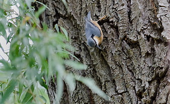 Eurasian Nuthatch Foraging on Rough Tree Bark