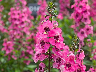 Close-up of vibrant pink Penstemon flowers in a garden
