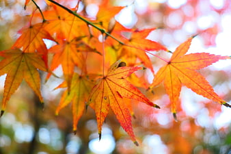 Vibrant Orange Maple Leaves in Autumn