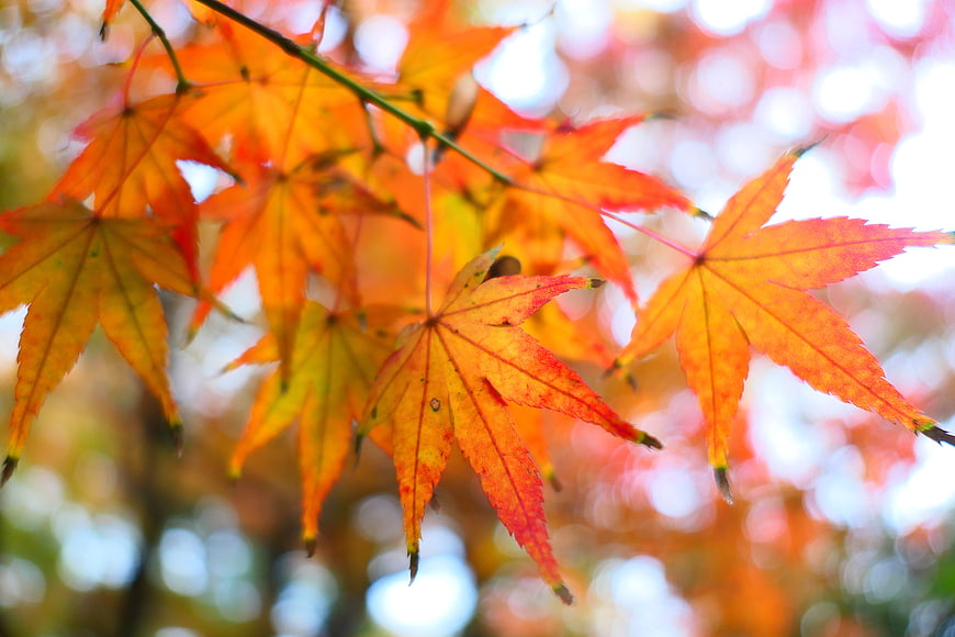 Vibrant Orange Maple Leaves in Autumn