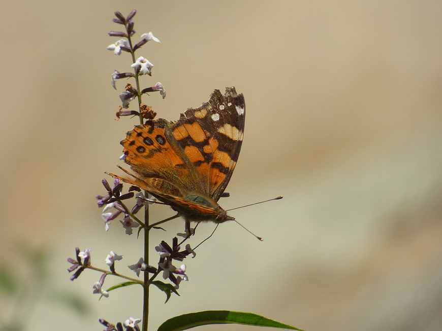 Painted Lady Butterfly on Purple Butterfly Bush