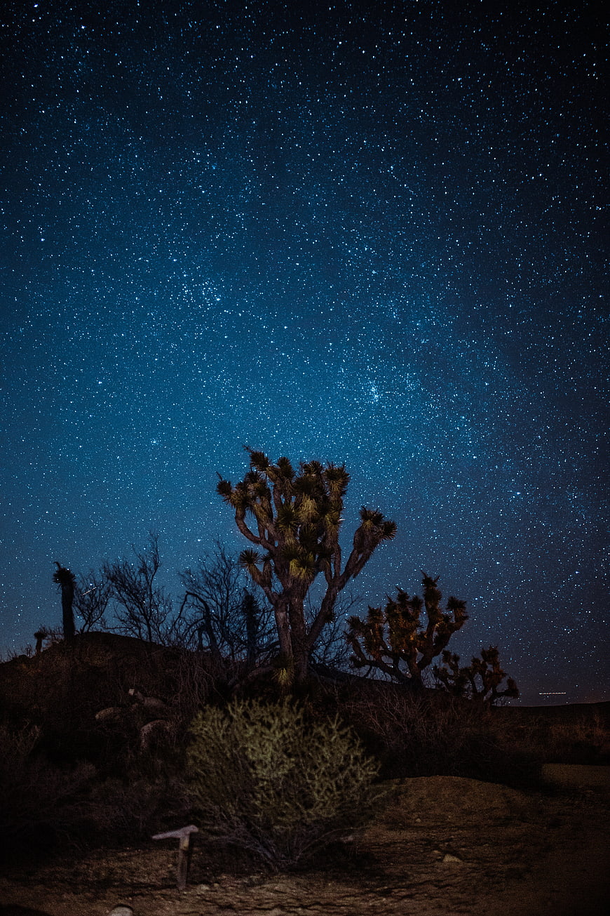 Starry Night Sky Over Desert Joshua Trees Landscape