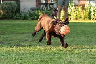 Brown Dog Running with Orange Ball on Grass
