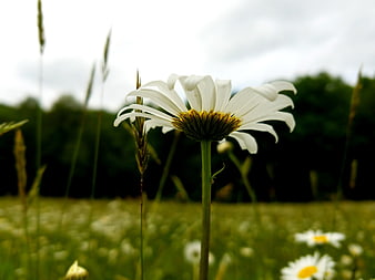Close-up of a white daisy in a green meadow