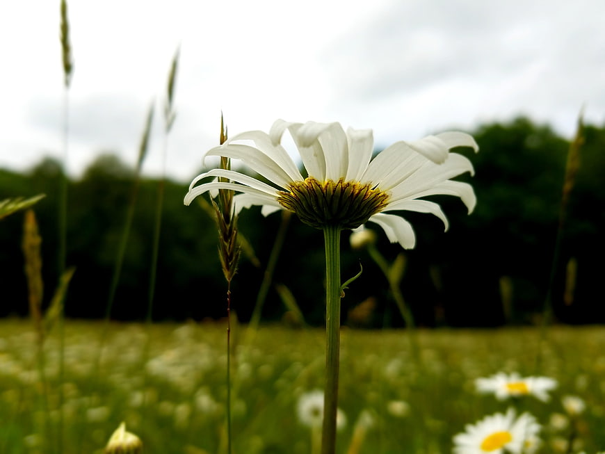 Close-up of a white daisy in a green meadow